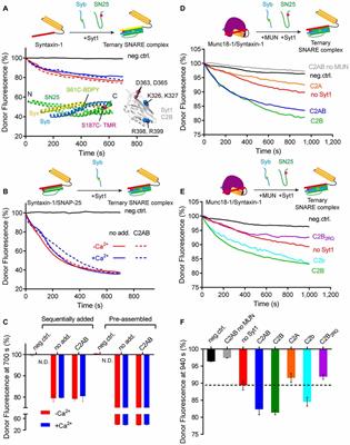 A Stimulation Function of Synaptotagmin-1 in Ternary SNARE Complex Formation Dependent on Munc18 and Munc13